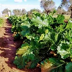 Masseria Cataldo Alloggio per agriturismo Corigliano dʼOtranto