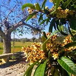 Alloggio per agriturismo Masseria Cataldo *