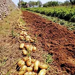 Masseria Cataldo Gospodarstwo agroturystyczne