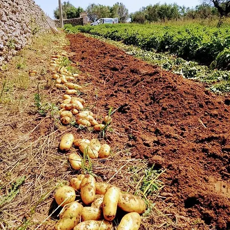 Masseria Cataldo Vakantieboerderij
