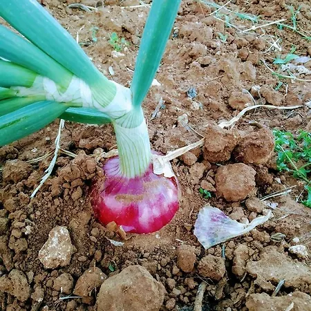 Masseria Cataldo Séjour à la ferme *