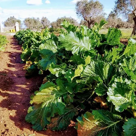 Masseria Cataldo Séjour à la ferme Corigliano dʼOtranto