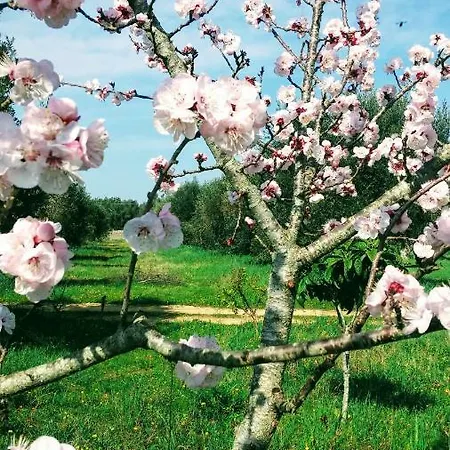 Farm stay Masseria Cataldo *