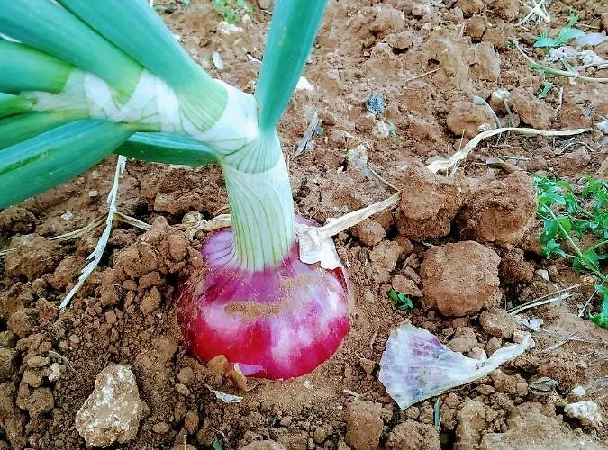 Masseria Cataldo Alojamento de Turismo Rural *