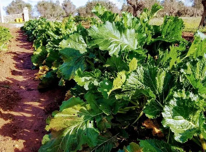 Masseria Cataldo Alojamento de Turismo Rural Corigliano dʼOtranto